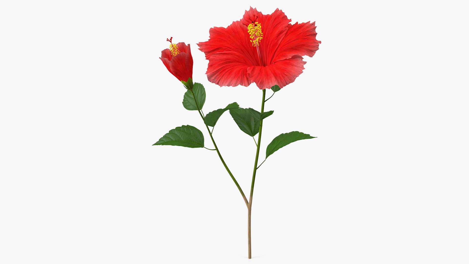 3D model Red Flowering Plants Collection 6 https://p.turbosquid.com/ts-thumb/pz/86RAqt/8e/red_flowering_plants_collection_6_019/jpg/1775117802/1920x1080/fit_q87/81e5d05ce351ffa2d773d87c9138736546fb8b97/red_flowering_plants_collection_6_019.jpg