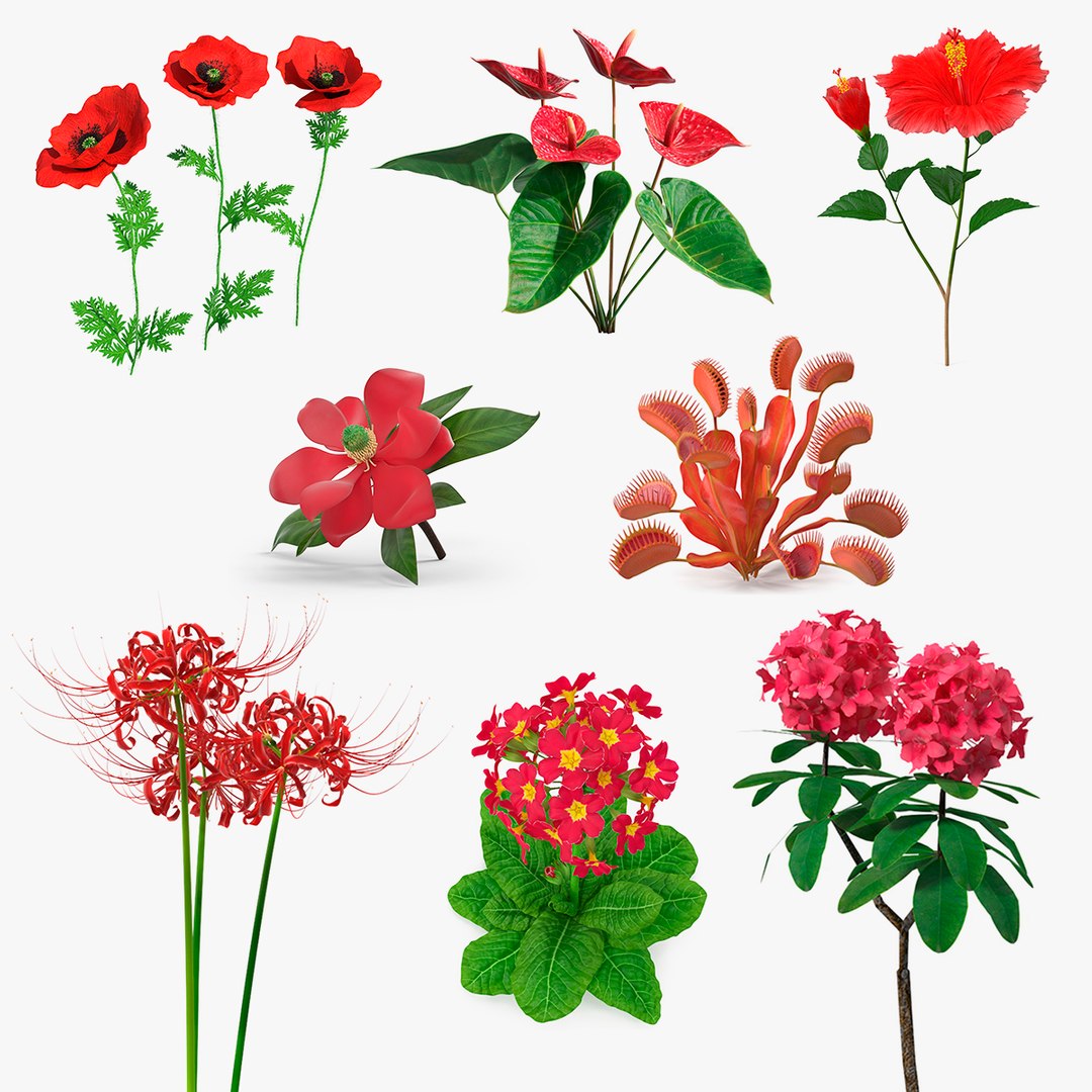 3D model Red Flowering Plants Collection 6 https://p.turbosquid.com/ts-thumb/pz/86RAqt/d8/red_flowering_plants_collection_6_000/jpg/1775117793/1920x1080/fit_q87/06f255e75a95baa5fd5f9c768d688bed3297b5a8/red_flowering_plants_collection_6_000.jpg