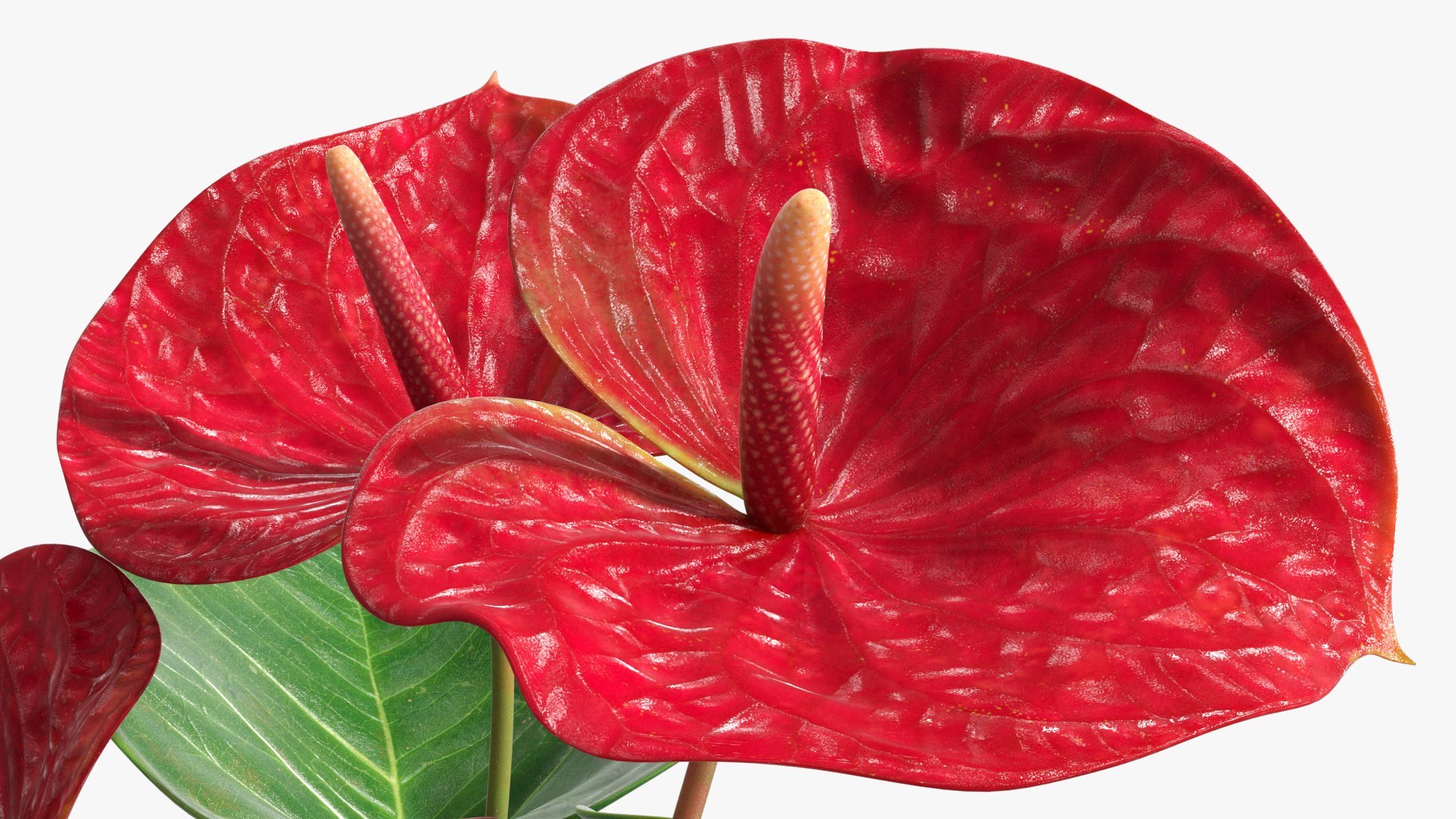 3D model Red Flowering Plants Collection 6 https://p.turbosquid.com/ts-thumb/pz/86RAqt/eU/red_flowering_plants_collection_6_004/jpg/1775117794/1920x1080/fit_q87/a70e97e84c67b50f3186adccec9201372b0820b1/red_flowering_plants_collection_6_004.jpg