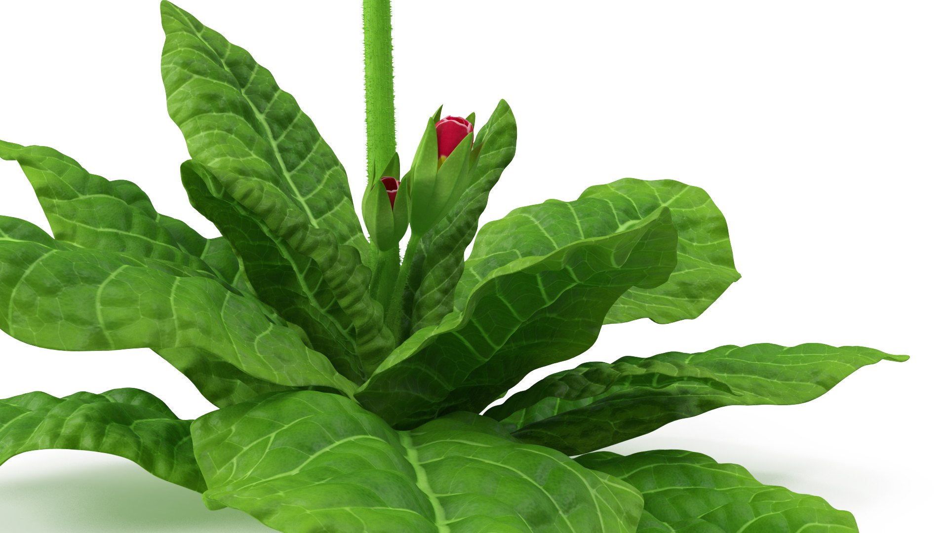 3D model Red Flowering Plants Collection 6 https://p.turbosquid.com/ts-thumb/pz/86RAqt/ob/red_flowering_plants_collection_6_026/jpg/1775117805/1920x1080/fit_q87/1b77c119fe0e58d58eb2af23bb84d6d30ba6c12a/red_flowering_plants_collection_6_026.jpg