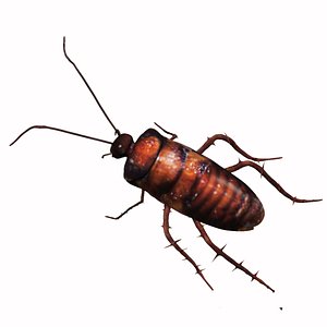 3D Cockroach model