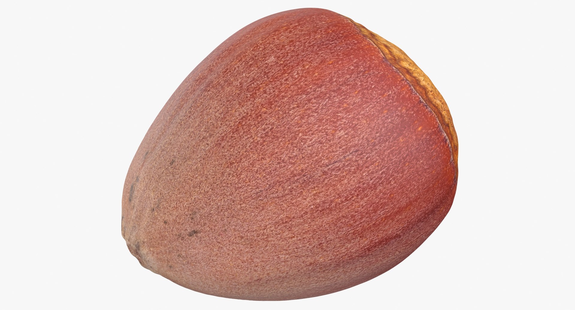 Hazelnut 01 3D model https://p.turbosquid.com/ts-thumb/pz/CKL2NT/9o/hazelnut_01_thumbnail_0008/jpg/1648654205/1920x1080/fit_q87/638046329c6675345a08c364af9595d85f774932/hazelnut_01_thumbnail_0008.jpg