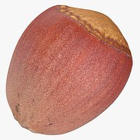 Hazelnut 01