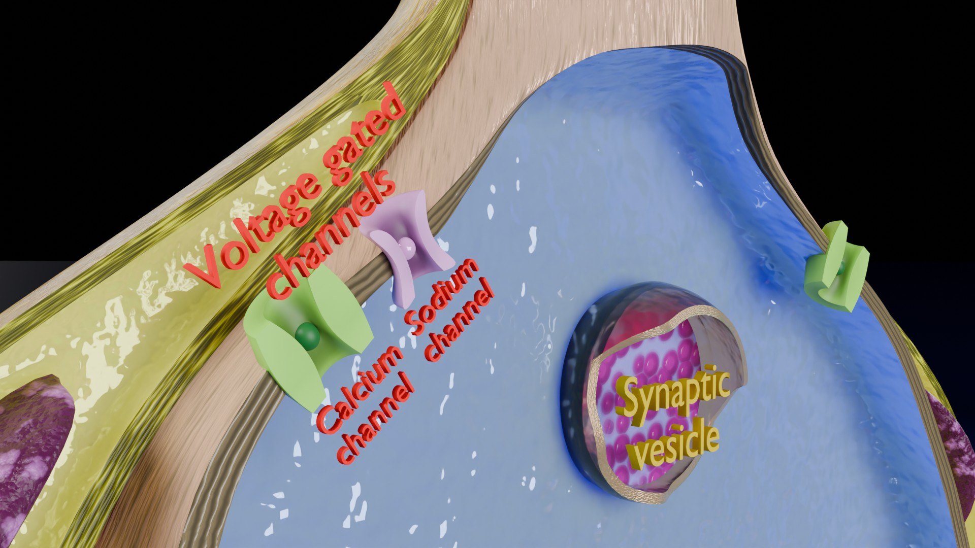 Neuro Muscular Junction Schematic 3D model https://p.turbosquid.com/ts-thumb/pz/Gq4IMW/F5/aa0014/jpg/1735908759/1920x1080/fit_q87/3f23a82eaa4bd85701741fabf09d23f3d22a380b/aa0014.jpg
