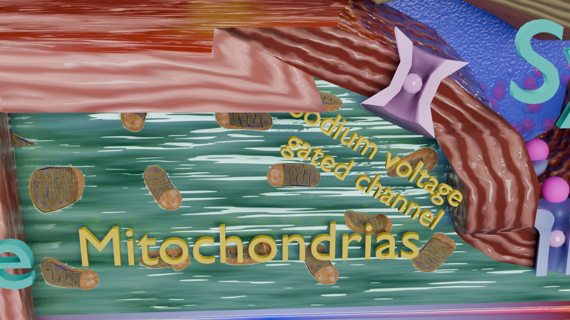 Neuro Muscular Junction Schematic 3D model https://p.turbosquid.com/ts-thumb/pz/Gq4IMW/Fx/aa0023/jpg/1735908763/1920x1080/fit_q87/42421344aa2670887edb968013d1949adaad5687/aa0023.jpg