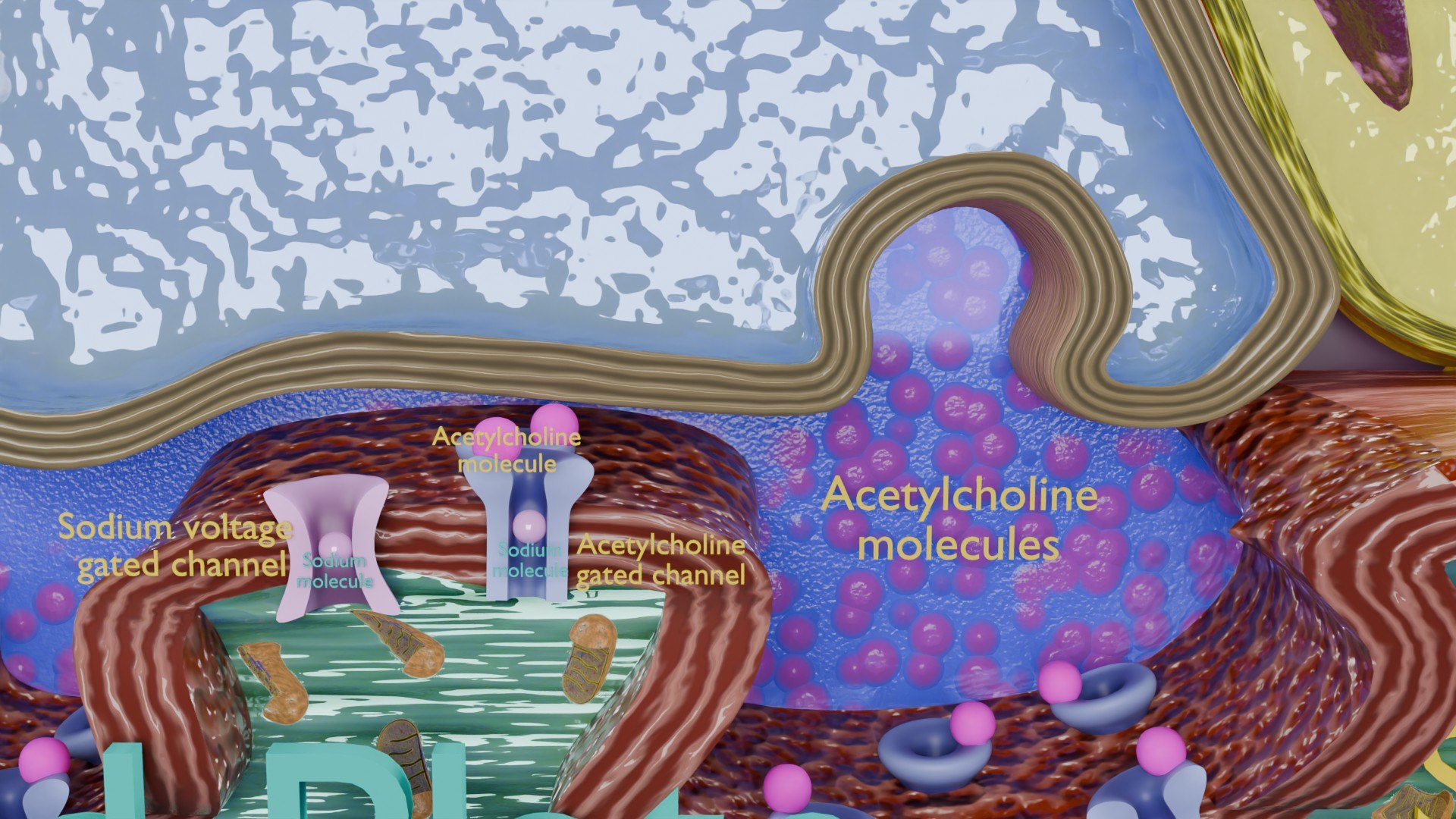 Neuro Muscular Junction Schematic 3D model https://p.turbosquid.com/ts-thumb/pz/Gq4IMW/Iq/aa0016/jpg/1735908759/1920x1080/fit_q87/cc6d396d7f52f78afd422b5e3b20bc8461b9a49c/aa0016.jpg