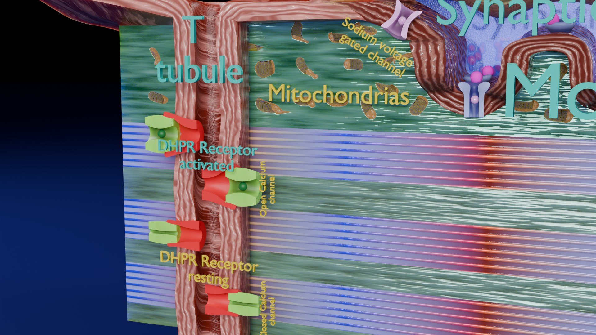 Neuro Muscular Junction Schematic 3D model https://p.turbosquid.com/ts-thumb/pz/Gq4IMW/Iq/aa0028/jpg/1735908766/1920x1080/fit_q87/fbd5712fdacc68d6d53533fd33167e10ae857983/aa0028.jpg