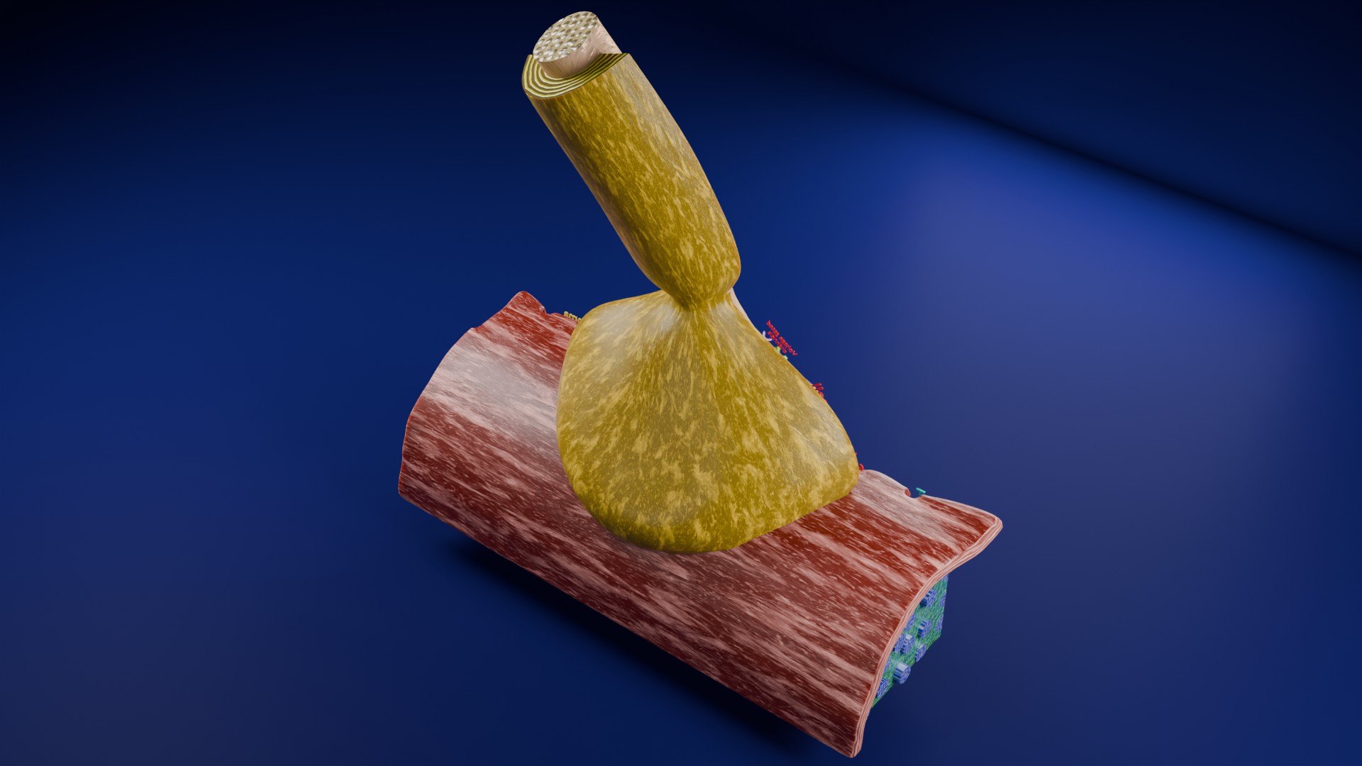 Neuro Muscular Junction Schematic 3D model https://p.turbosquid.com/ts-thumb/pz/Gq4IMW/KL/aa0006/jpg/1735908754/1920x1080/fit_q87/d2bb5ef5418056398f2ade48a050f82c3bbf491e/aa0006.jpg