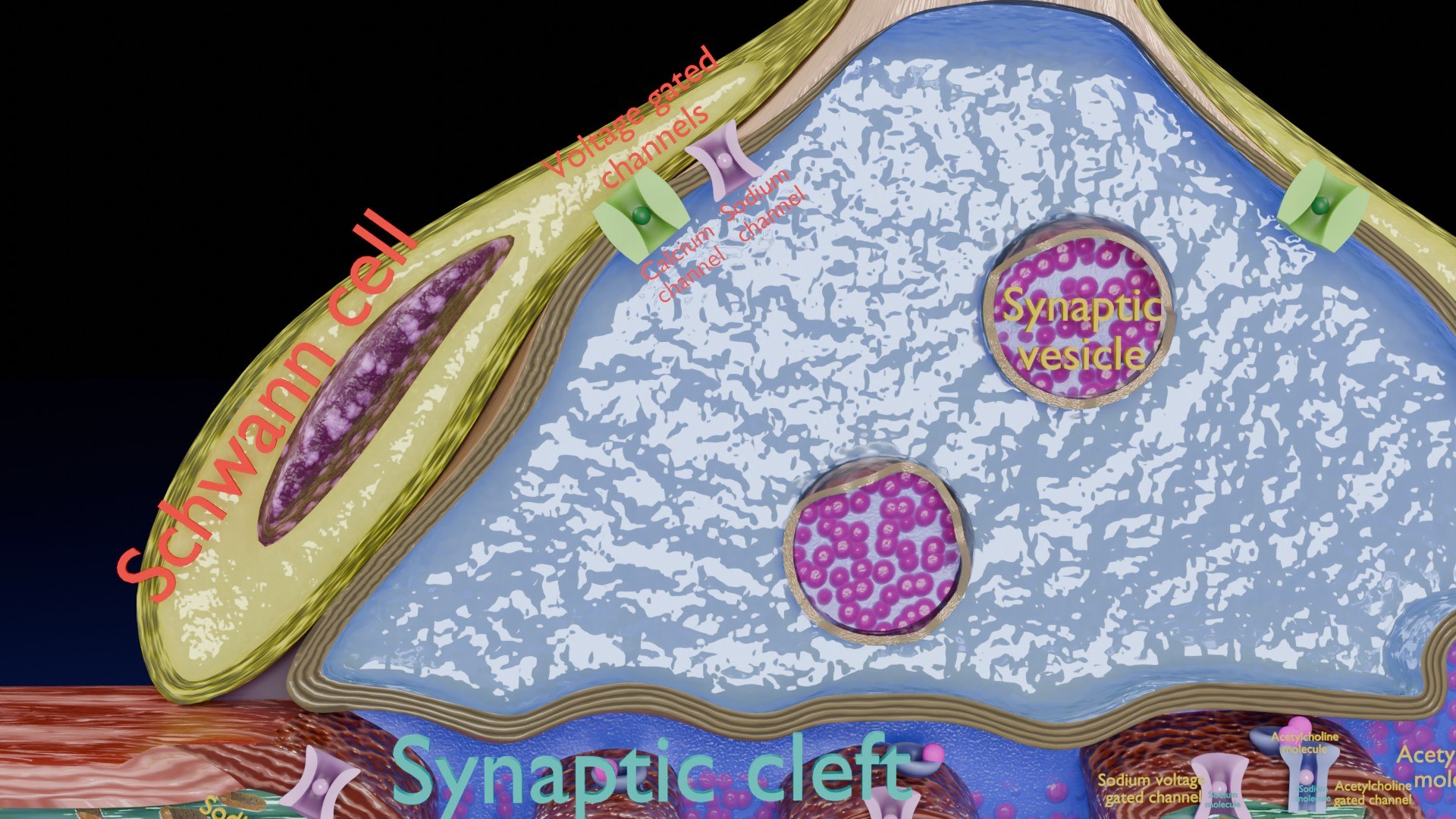 Neuro Muscular Junction Schematic 3D model https://p.turbosquid.com/ts-thumb/pz/Gq4IMW/O9/aa0013/jpg/1735908758/1920x1080/fit_q87/123a6aff01b4be32d99967d145d5c4ded343ef2c/aa0013.jpg
