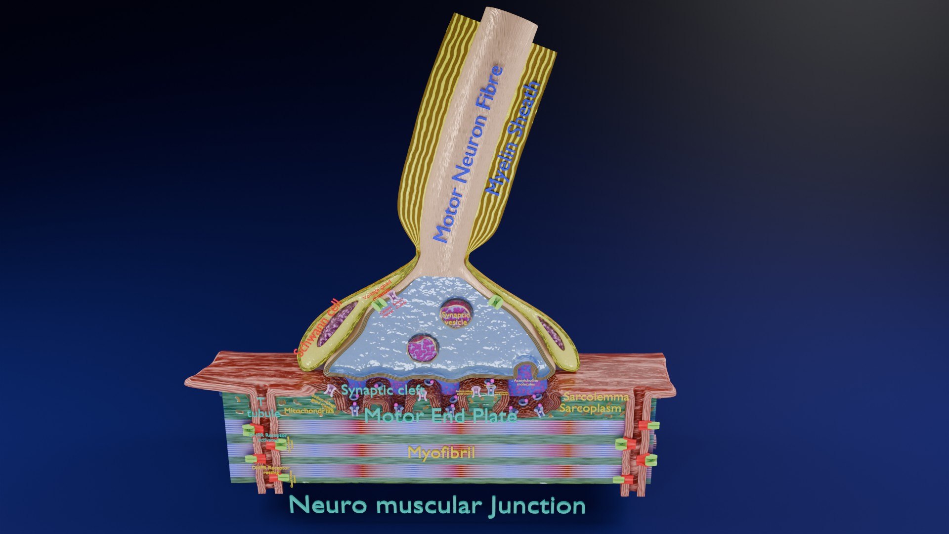 Neuro Muscular Junction Schematic 3D model https://p.turbosquid.com/ts-thumb/pz/Gq4IMW/Qk/aa0002/jpg/1735908753/1920x1080/fit_q87/286714c17515c665fbfa58ae596364d082ed3508/aa0002.jpg
