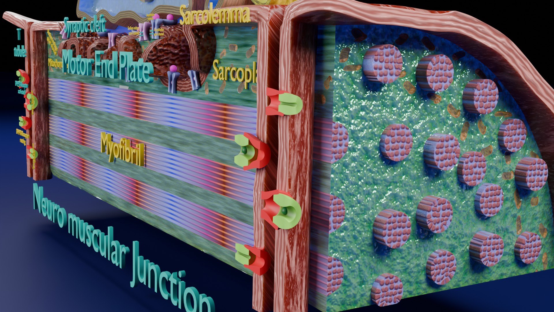 Neuro Muscular Junction Schematic 3D model https://p.turbosquid.com/ts-thumb/pz/Gq4IMW/SL/aa0032/jpg/1735908768/1920x1080/fit_q87/aa3295a878b98b67975cc153ec1d16af7c2edeae/aa0032.jpg