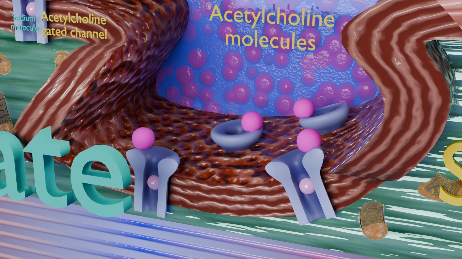 Neuro Muscular Junction Schematic 3D model https://p.turbosquid.com/ts-thumb/pz/Gq4IMW/UC/aa0026/jpg/1735908765/1920x1080/fit_q87/72aa4f4c0e17d7dcc8c2999213141e62248b78a8/aa0026.jpg