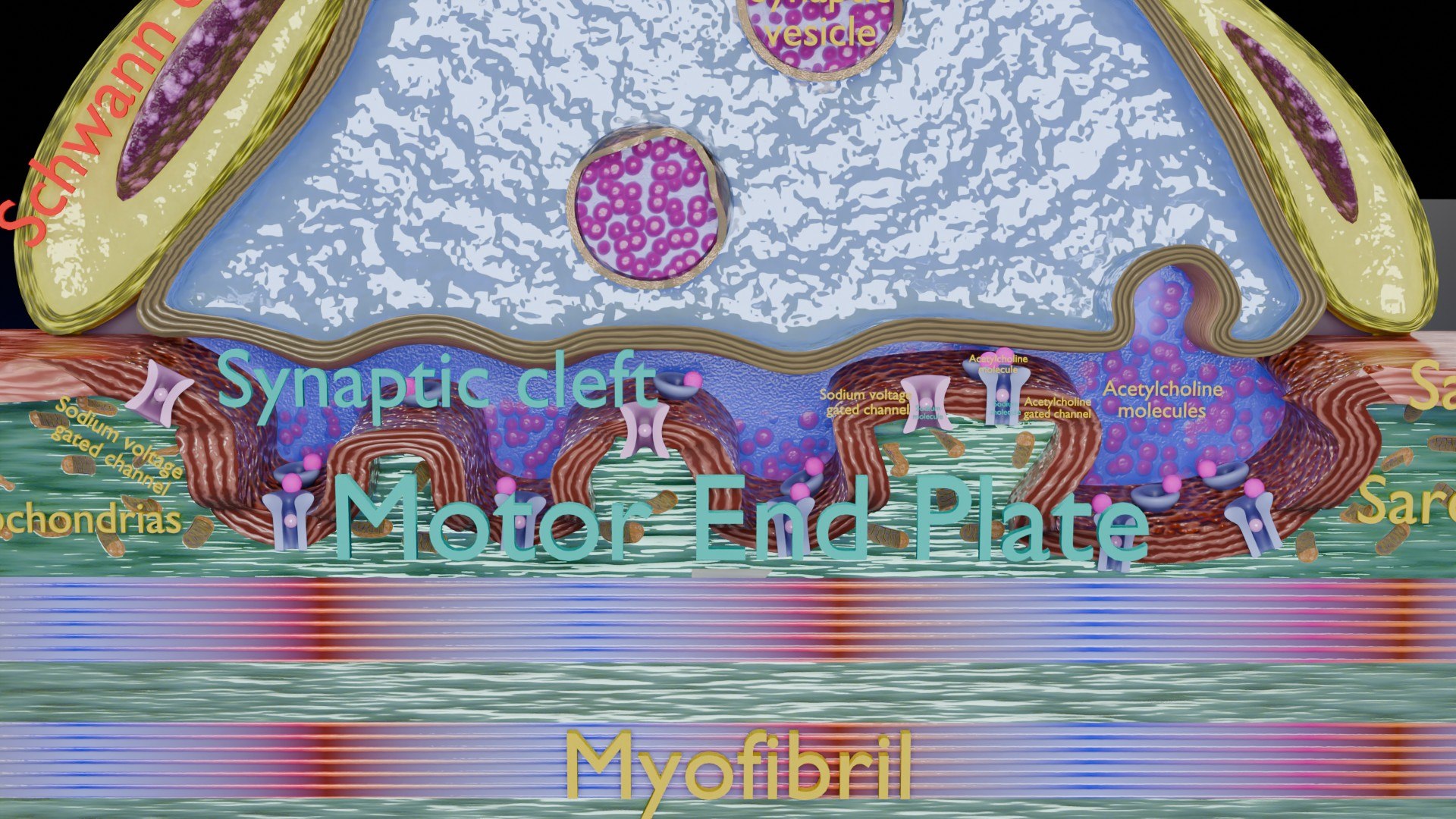 Neuro Muscular Junction Schematic 3D model https://p.turbosquid.com/ts-thumb/pz/Gq4IMW/Xb/aa0017/jpg/1735908761/1920x1080/fit_q87/f740558f8acb3366e1b390e16569d5a193f015af/aa0017.jpg