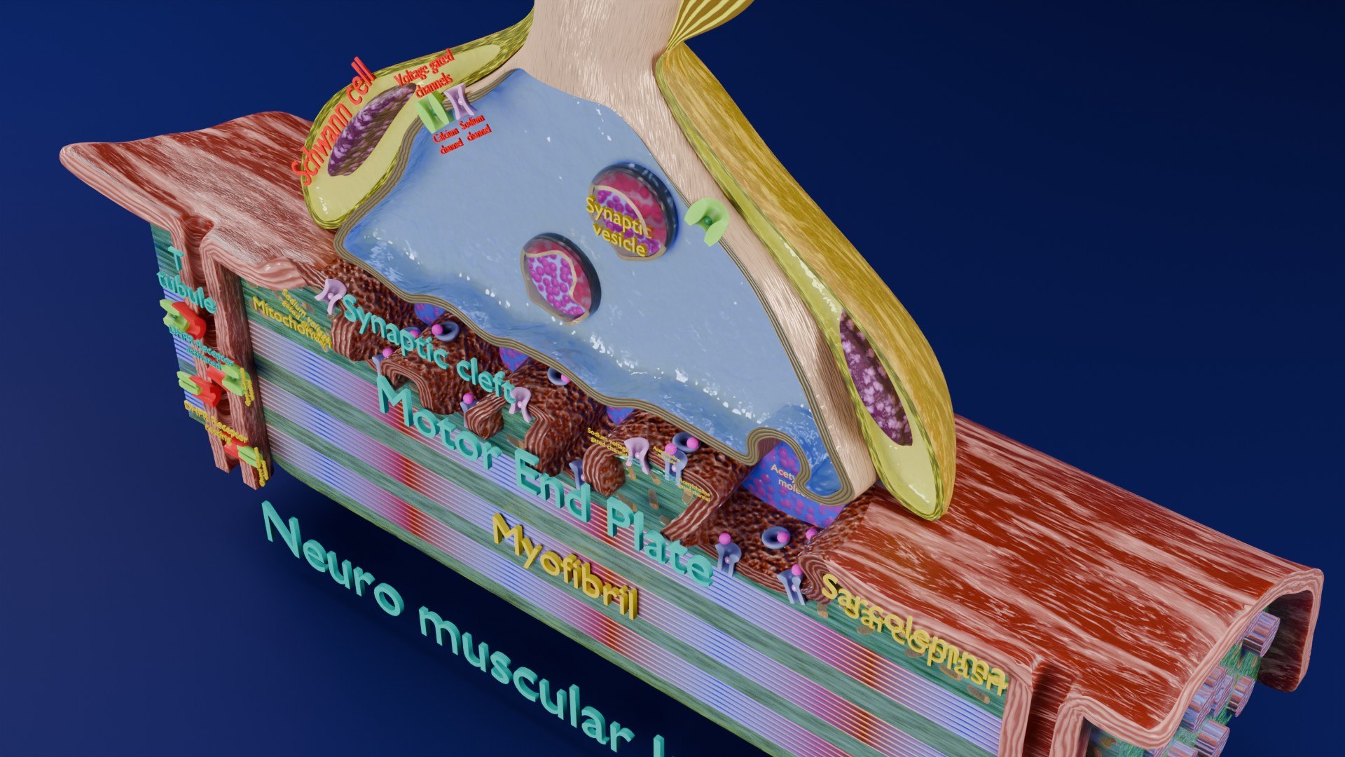 Neuro Muscular Junction Schematic 3D model https://p.turbosquid.com/ts-thumb/pz/Gq4IMW/YI/aa0010/jpg/1735908757/1920x1080/fit_q87/6d2bc6d709f41624fc72fd2745914b8bc97e9410/aa0010.jpg