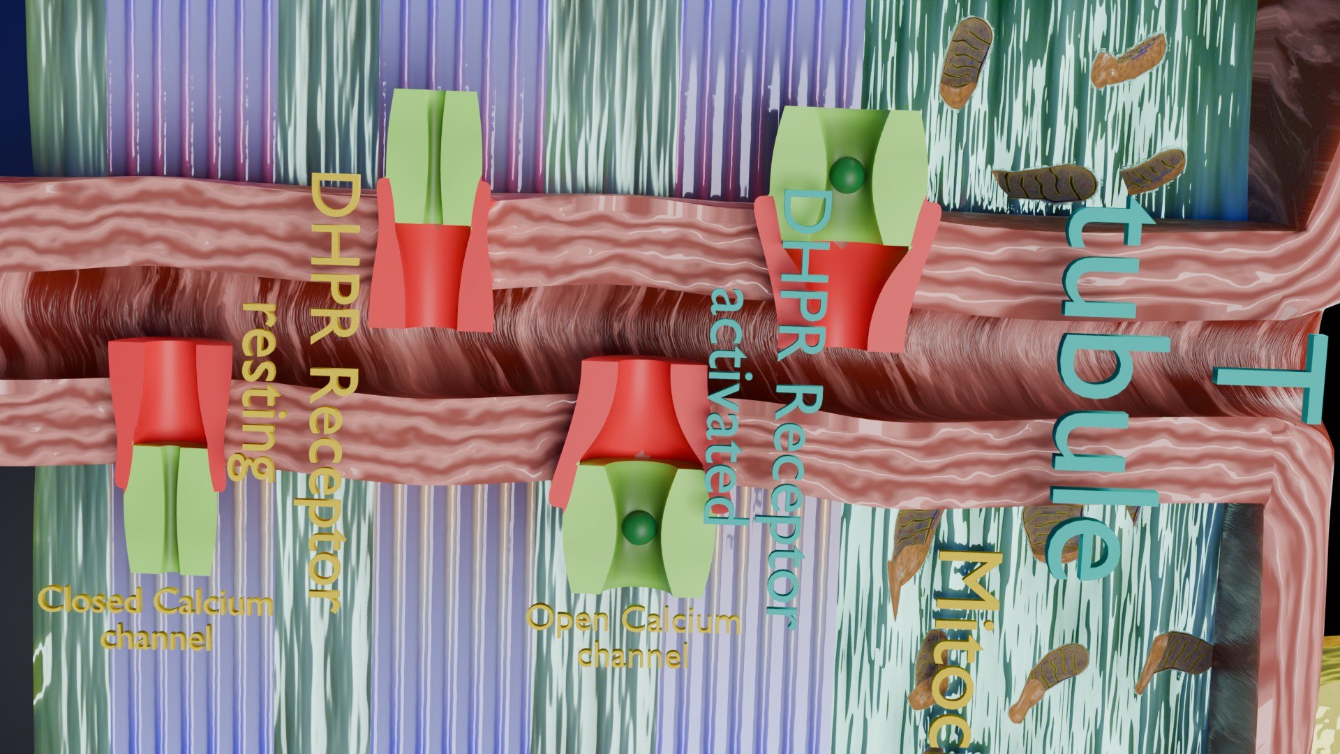 Neuro Muscular Junction Schematic 3D model https://p.turbosquid.com/ts-thumb/pz/Gq4IMW/Zv/aa0031/jpg/1735908768/1920x1080/fit_q87/2bd8269e79bb32146f29626d3fb10283998dd557/aa0031.jpg