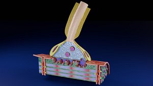 Neuro Muscular Junction Schematic 3D model