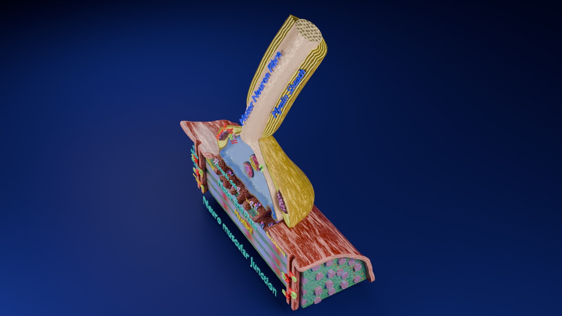 Neuro Muscular Junction Schematic 3D model https://p.turbosquid.com/ts-thumb/pz/Gq4IMW/bh/aa0008/jpg/1735908756/1920x1080/fit_q87/7203964cf87d506cf5492f9c86c0524195626b98/aa0008.jpg