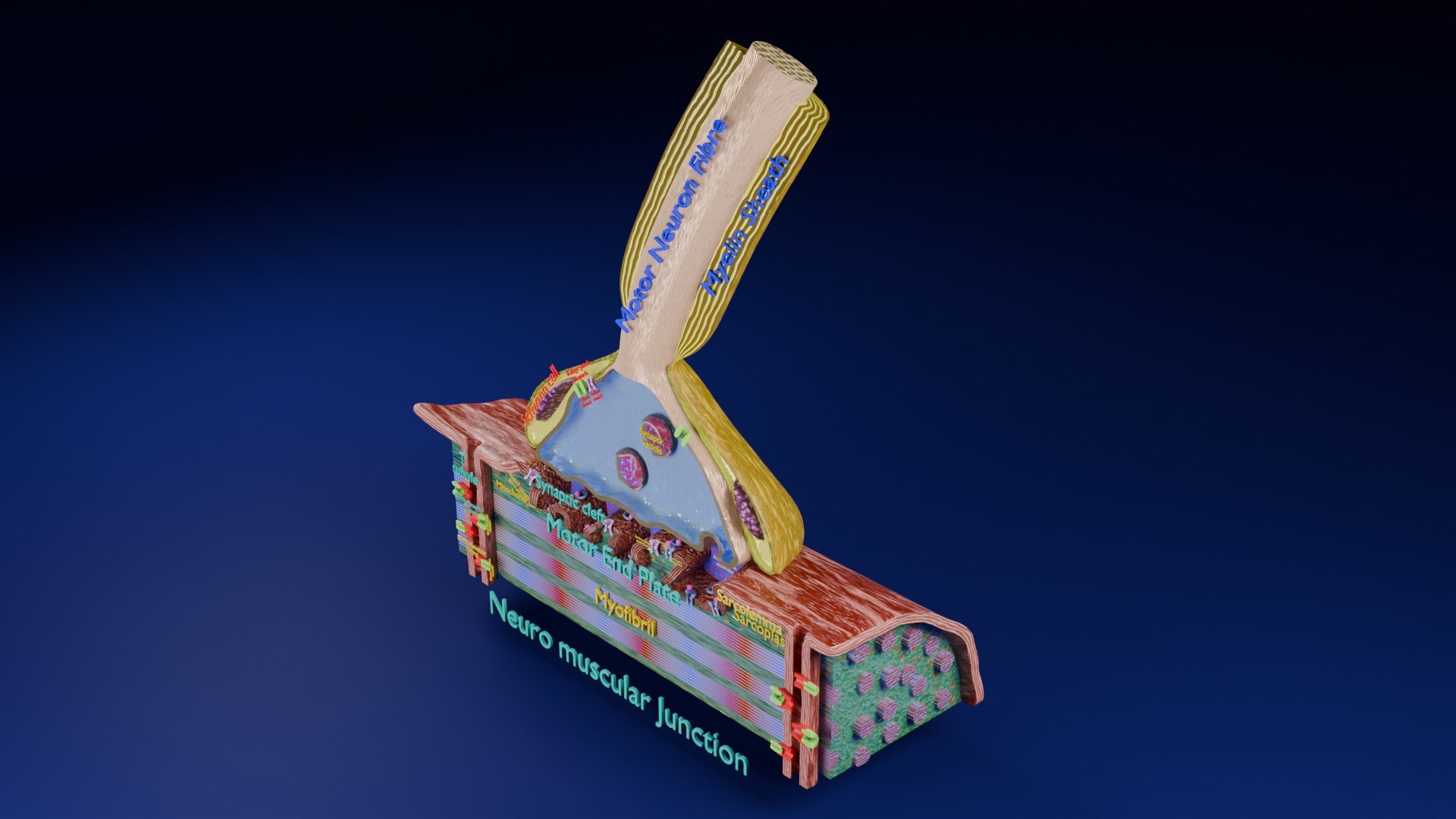 Neuro Muscular Junction Schematic 3D model https://p.turbosquid.com/ts-thumb/pz/Gq4IMW/d9/aa0001/jpg/1735908752/1920x1080/fit_q87/18cbf89bb62122c85893f77cc1d88f8174d81a5d/aa0001.jpg