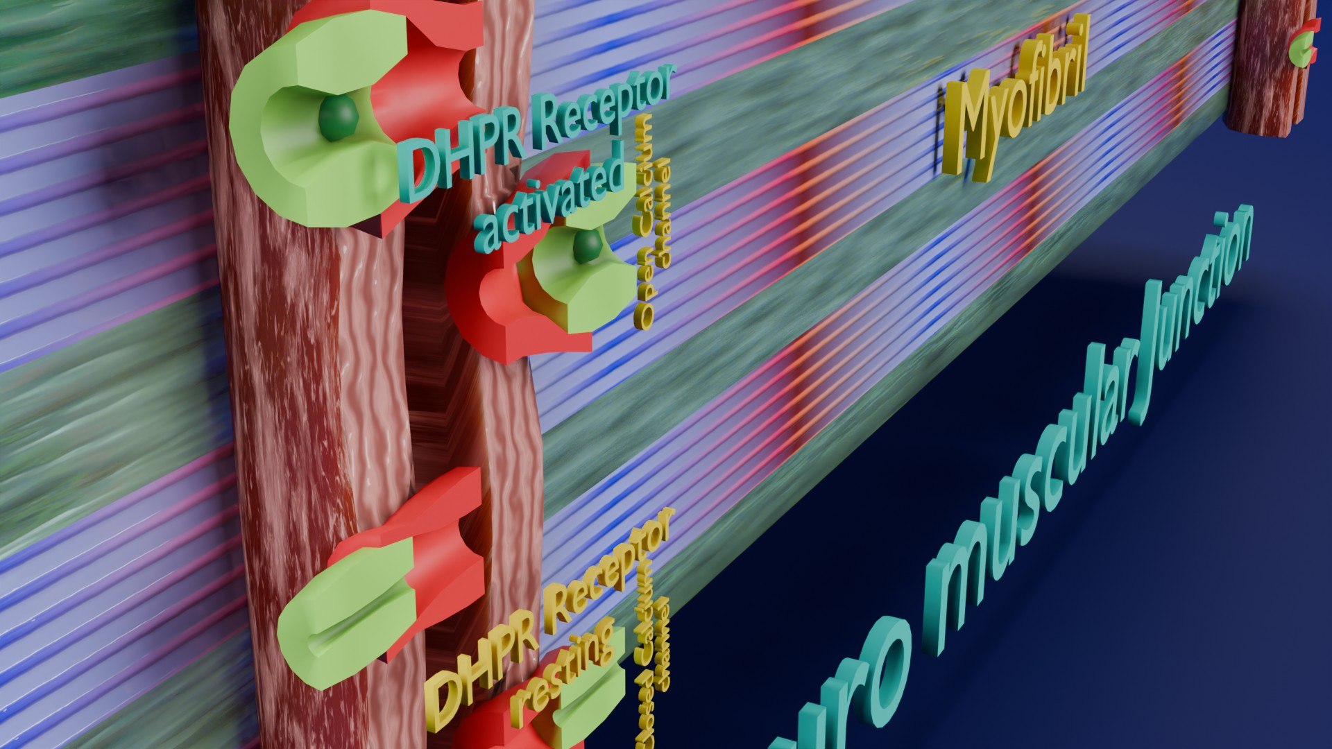 Neuro Muscular Junction Schematic 3D model https://p.turbosquid.com/ts-thumb/pz/Gq4IMW/ho/aa0021/jpg/1735908762/1920x1080/fit_q87/9c61c16d99451a562120a0dc3d677722c0127e1e/aa0021.jpg