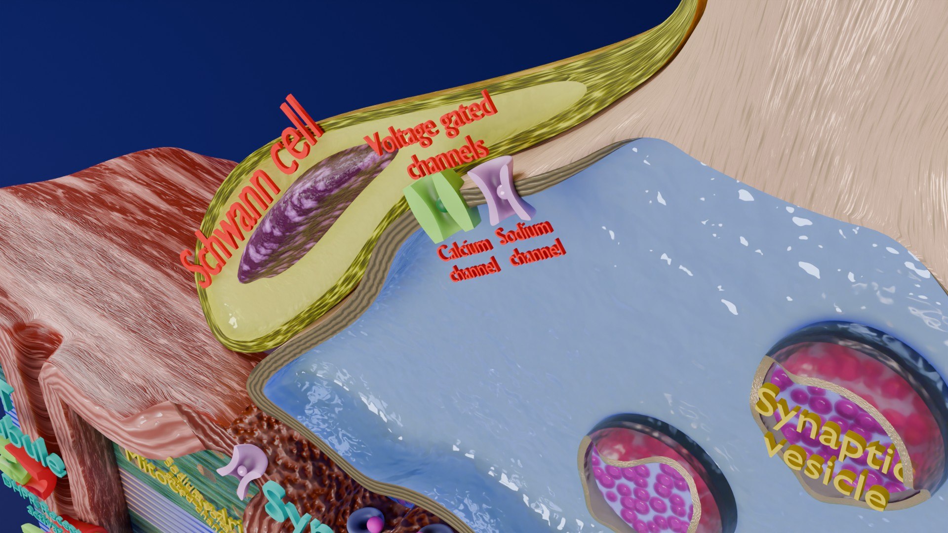Neuro Muscular Junction Schematic 3D model https://p.turbosquid.com/ts-thumb/pz/Gq4IMW/i7/aa0012/jpg/1735908757/1920x1080/fit_q87/f3c66f0f01995ae58080affc1d219d712c888a79/aa0012.jpg