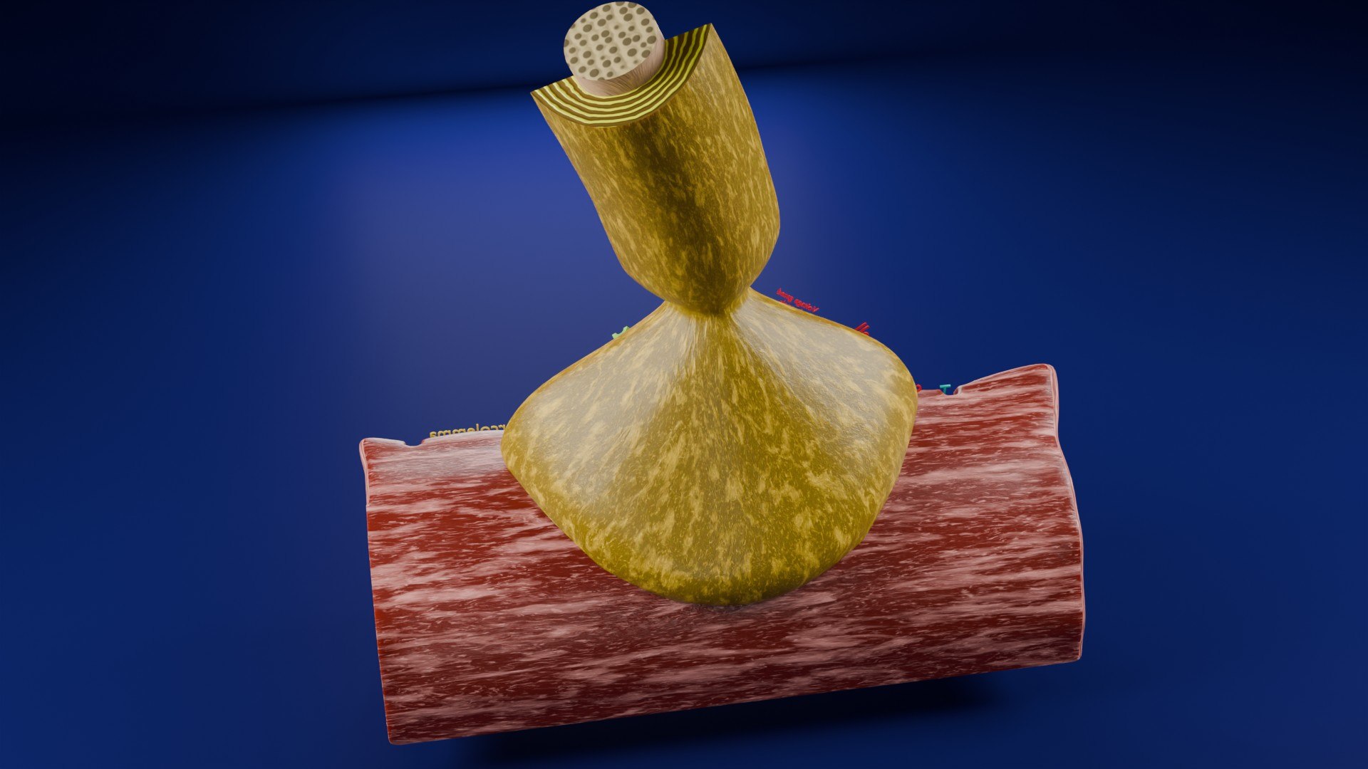Neuro Muscular Junction Schematic 3D model https://p.turbosquid.com/ts-thumb/pz/Gq4IMW/mE/aa0007/jpg/1735908755/1920x1080/fit_q87/c696b17b65ce50b2712c41bc524ff3e780354ebf/aa0007.jpg