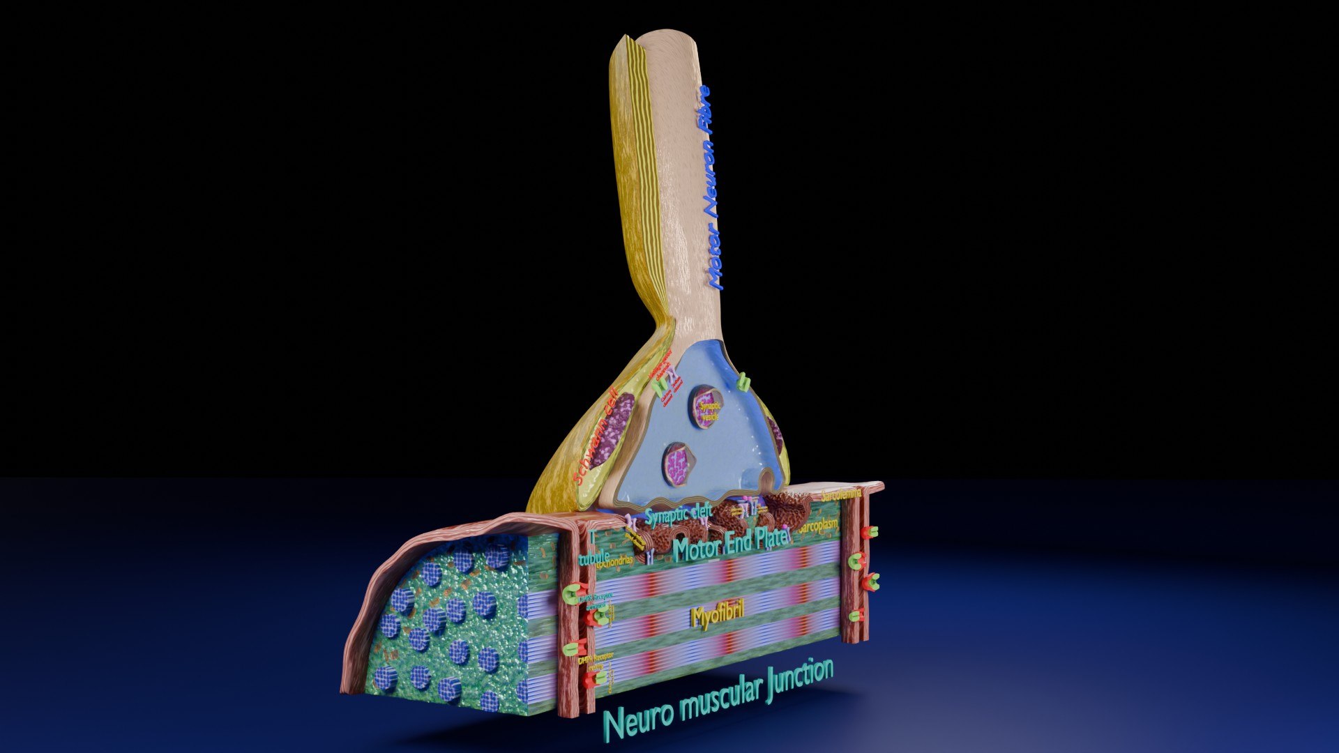 Neuro Muscular Junction Schematic 3D model https://p.turbosquid.com/ts-thumb/pz/Gq4IMW/oh/aa0004/jpg/1735908753/1920x1080/fit_q87/415ced208d04d20a5108c7668afa7f4ddef5b847/aa0004.jpg