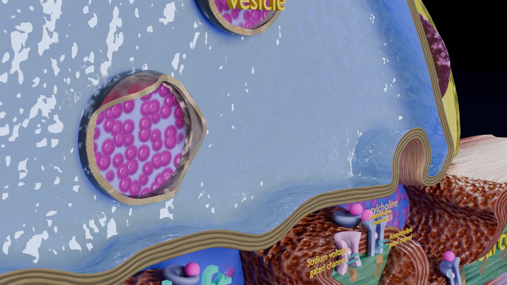 Neuro Muscular Junction Schematic 3D model https://p.turbosquid.com/ts-thumb/pz/Gq4IMW/pY/aa0015/jpg/1735908759/1920x1080/fit_q87/c016330b2f235b055ad44c0f2b86942897ec5a80/aa0015.jpg