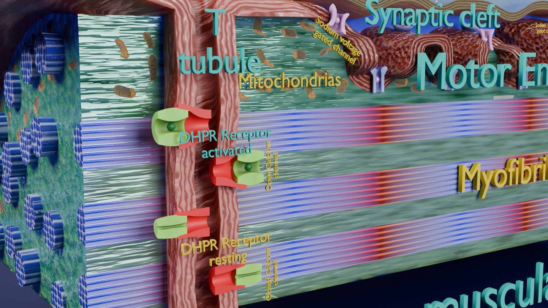 Neuro Muscular Junction Schematic 3D model https://p.turbosquid.com/ts-thumb/pz/Gq4IMW/uC/aa0029/jpg/1735908766/1920x1080/fit_q87/206c2fbb21d156a0240cc729ff18cbfcf5d72aaa/aa0029.jpg