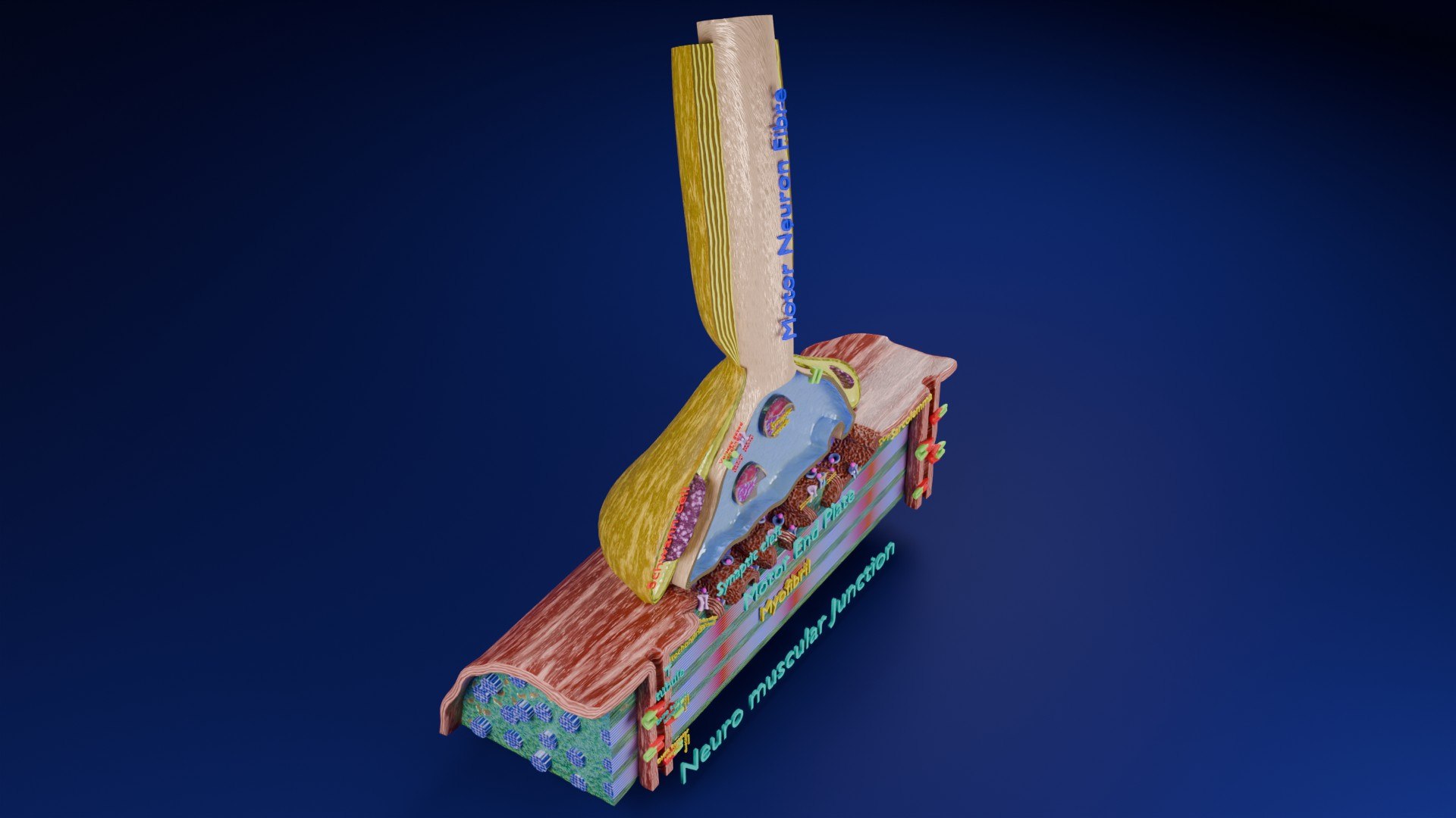 Neuro Muscular Junction Schematic 3D model https://p.turbosquid.com/ts-thumb/pz/Gq4IMW/wR/aa0005/jpg/1735908754/1920x1080/fit_q87/019ae94d72f76007820214c0261280744dd14946/aa0005.jpg