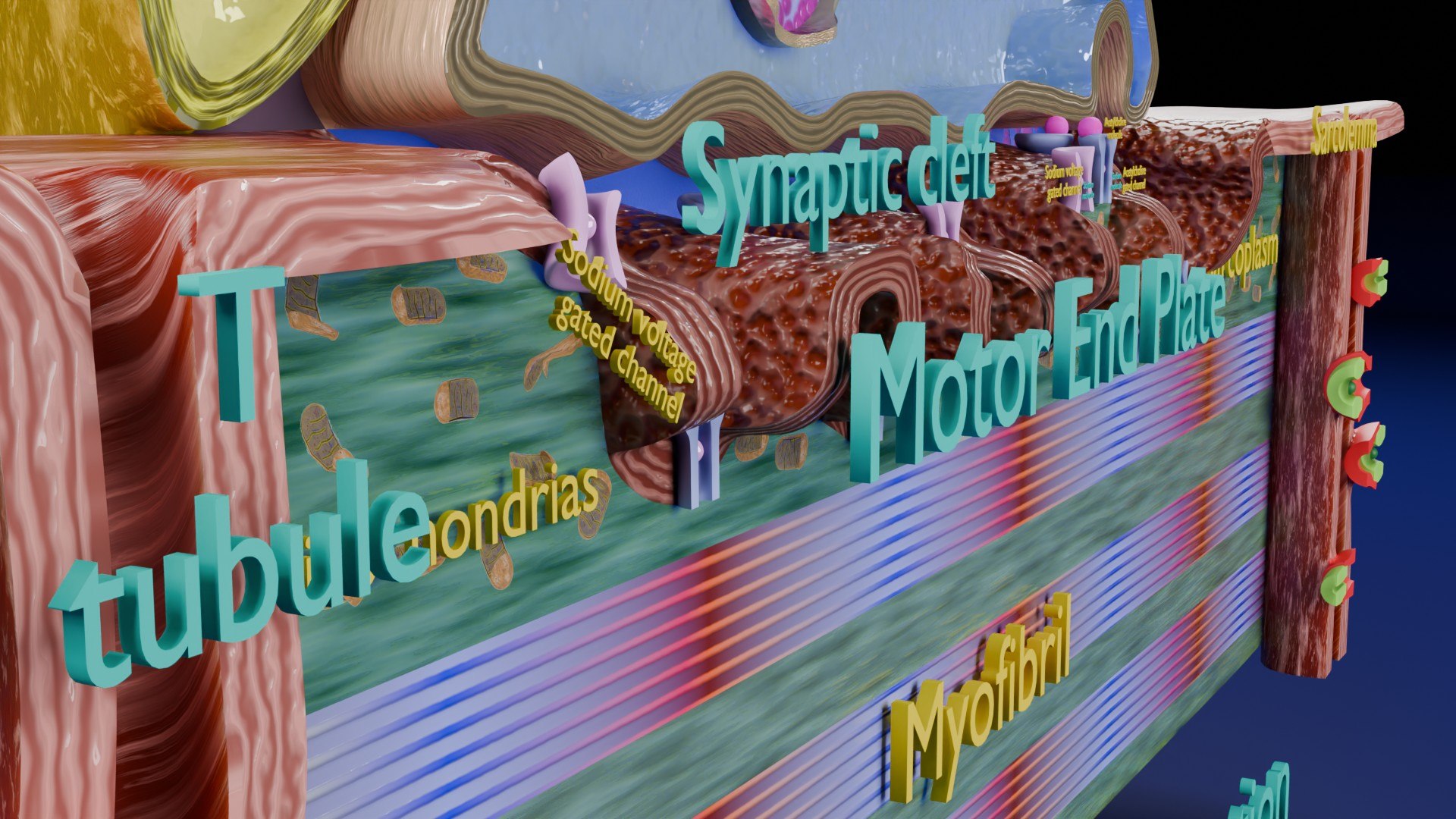 Neuro Muscular Junction Schematic 3D model https://p.turbosquid.com/ts-thumb/pz/Gq4IMW/wd/aa0020/jpg/1735908762/1920x1080/fit_q87/92b87c037903bd4480ba22ec47316966ca05d119/aa0020.jpg