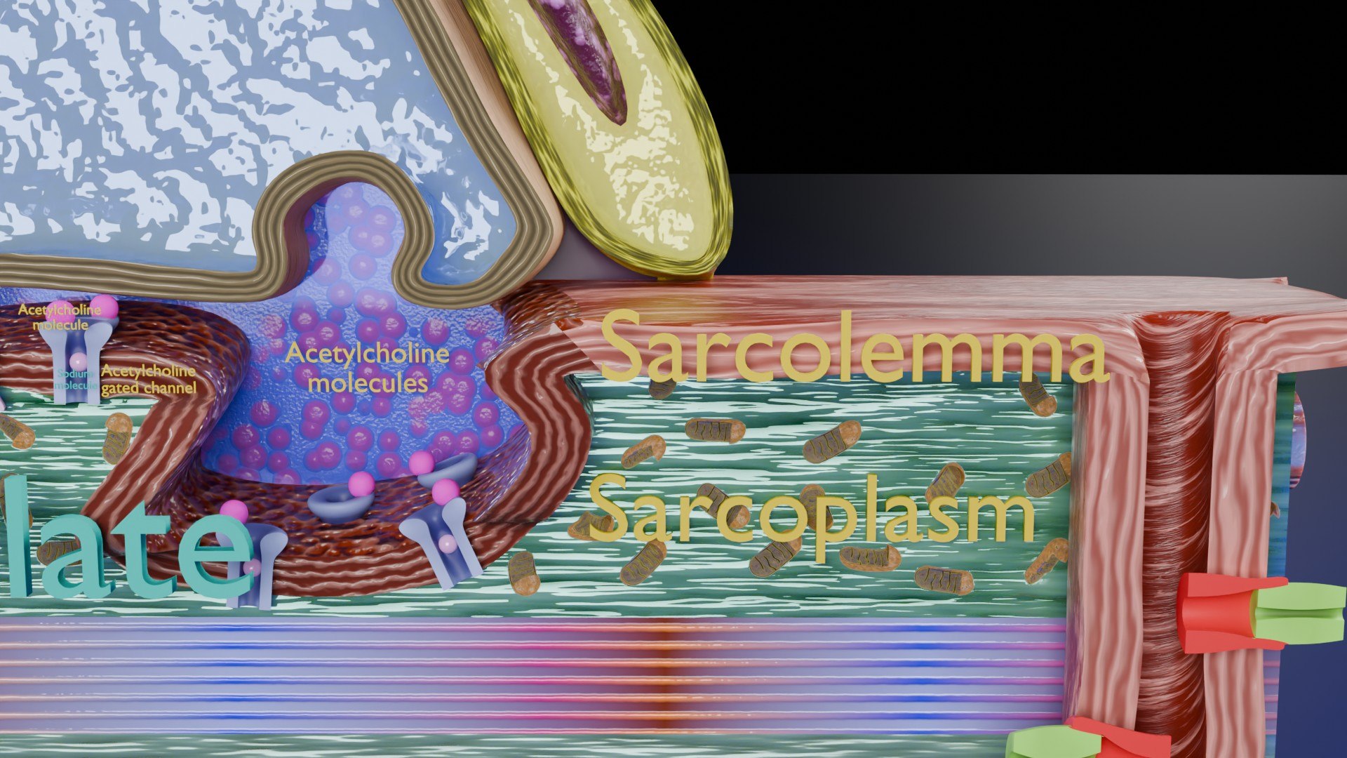 Neuro Muscular Junction Schematic 3D model https://p.turbosquid.com/ts-thumb/pz/Gq4IMW/x3/aa0018/jpg/1735908761/1920x1080/fit_q87/0901c49095838f912b137074055be77f200da380/aa0018.jpg