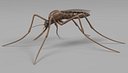 Anopheles Gambiae