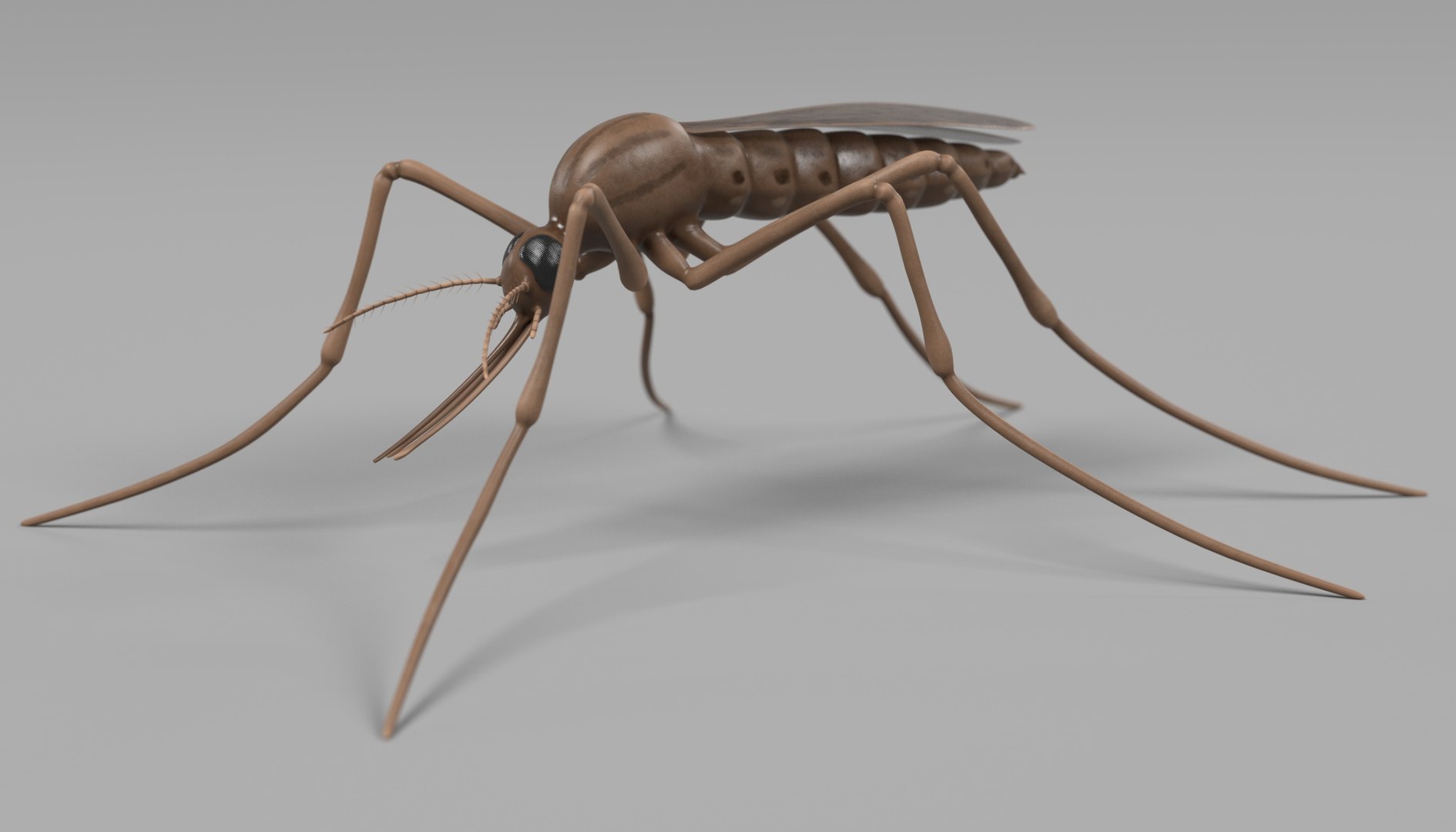 3D Insect - Huge Collection https://p.turbosquid.com/ts-thumb/pz/JuhlN4/pcVOwDir/anophelesgambiaed/jpg/1661788519/1920x1080/fit_q87/bfb86ecb29fe0091497794b72fd2425a6b4cce10/anophelesgambiaed.jpg