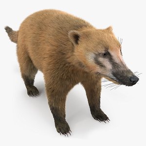 Nasua Mammal Basic Pose Fur 3D model