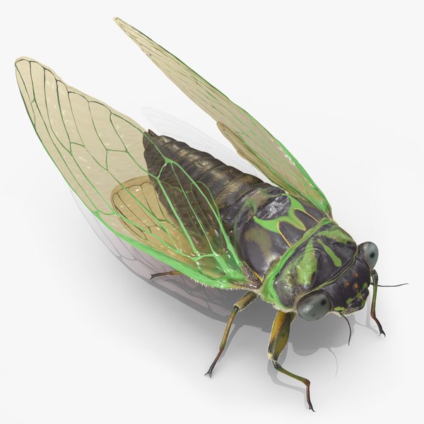 cicadaposecalmfurc4dmodel000.jpg