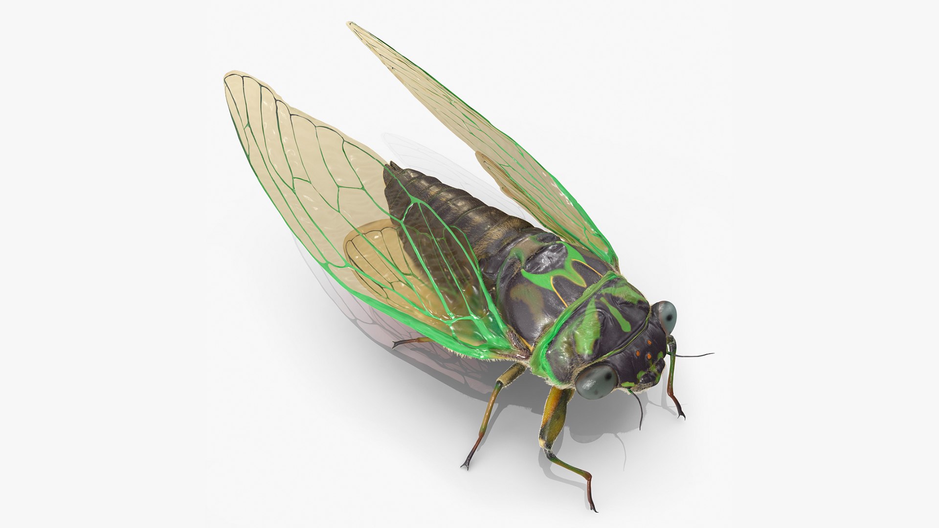 Cicada Pose Calm Fur 3D model preview