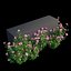 Rose plant set 11