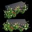 Rose plant set 11
