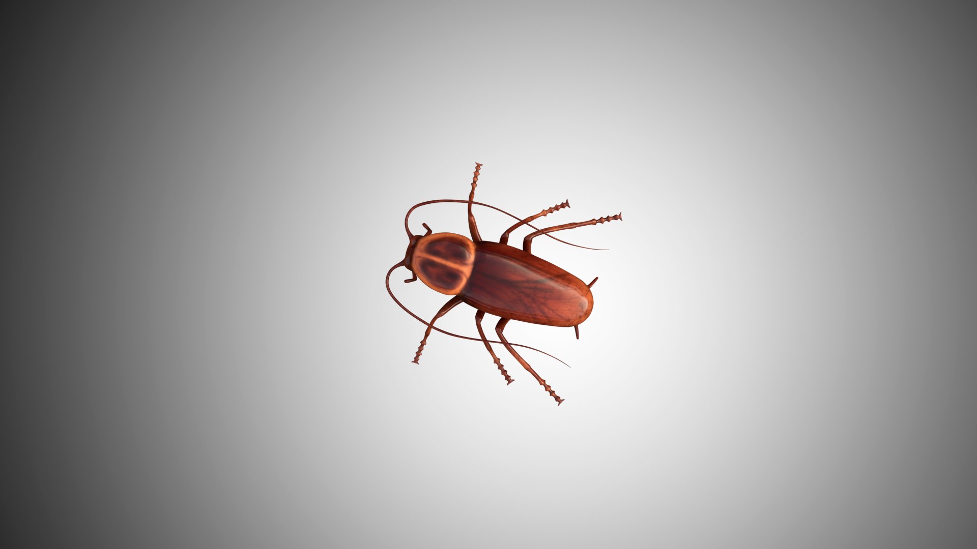 Cockroach Rigged 3D Model - TurboSquid 1590617