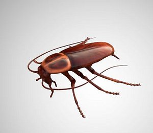 Low Poly Rigged Cockroach