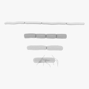 Bacillus Bacteria 3D model
