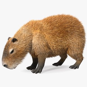 Capybara Eating Pose Fur