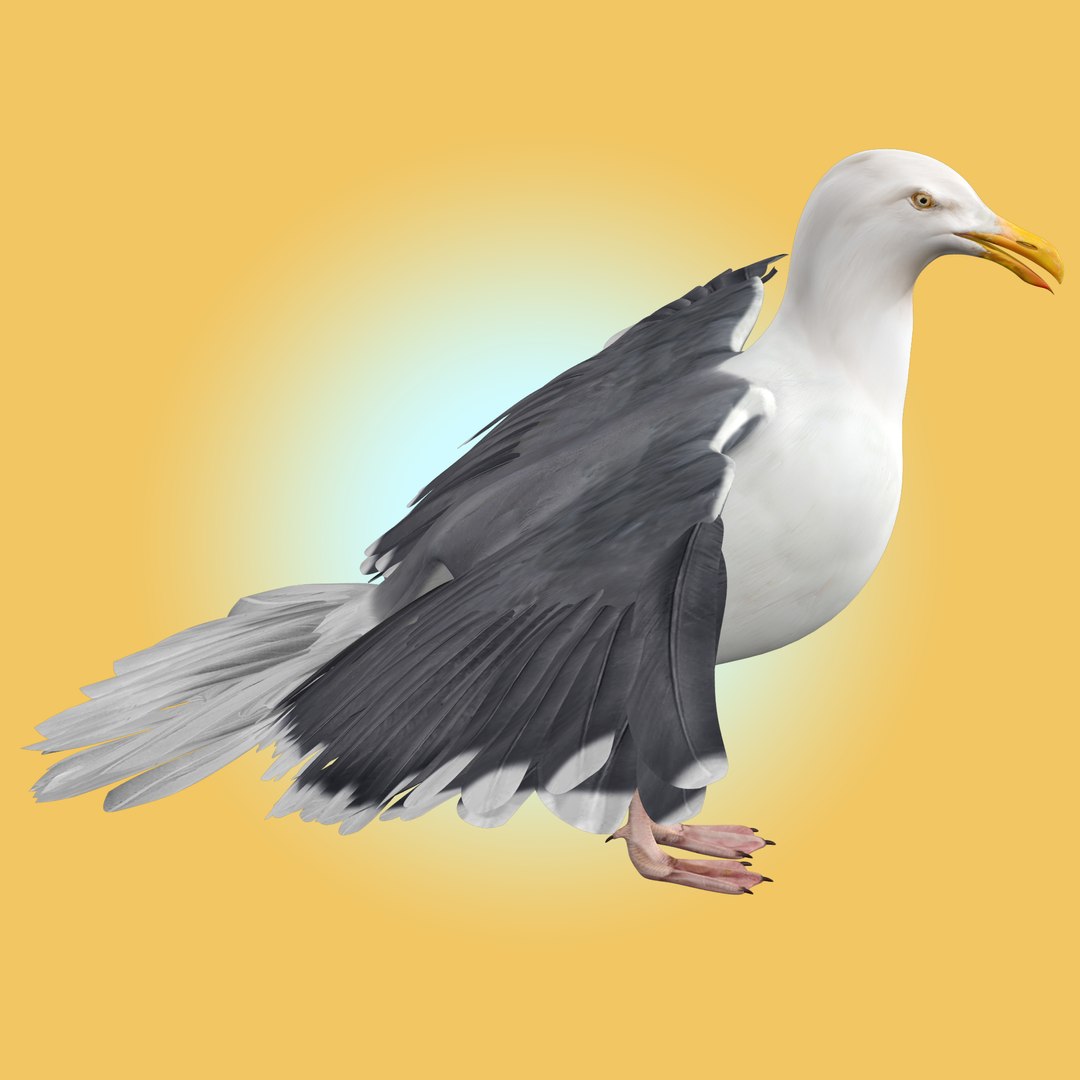 Seagull 3D - TurboSquid 2051989