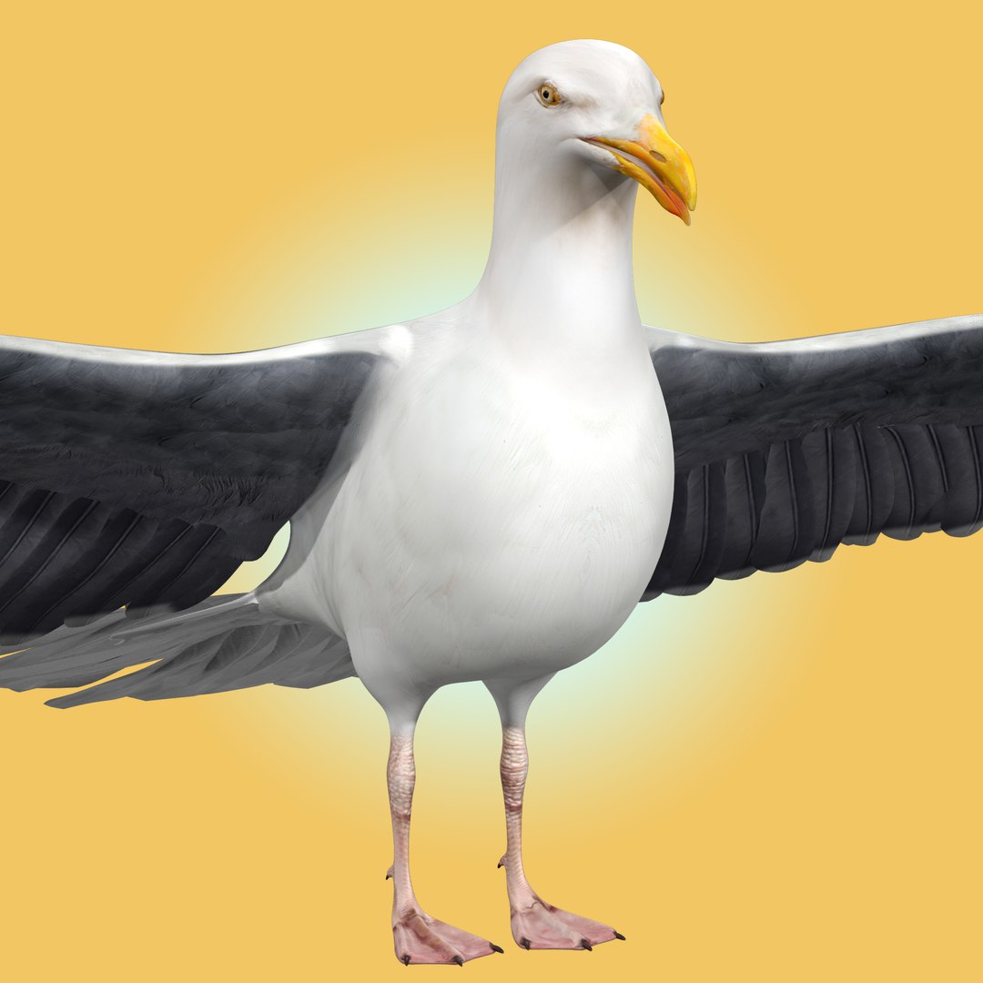 Seagull 3D - TurboSquid 2051989
