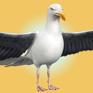 Seagull 3D