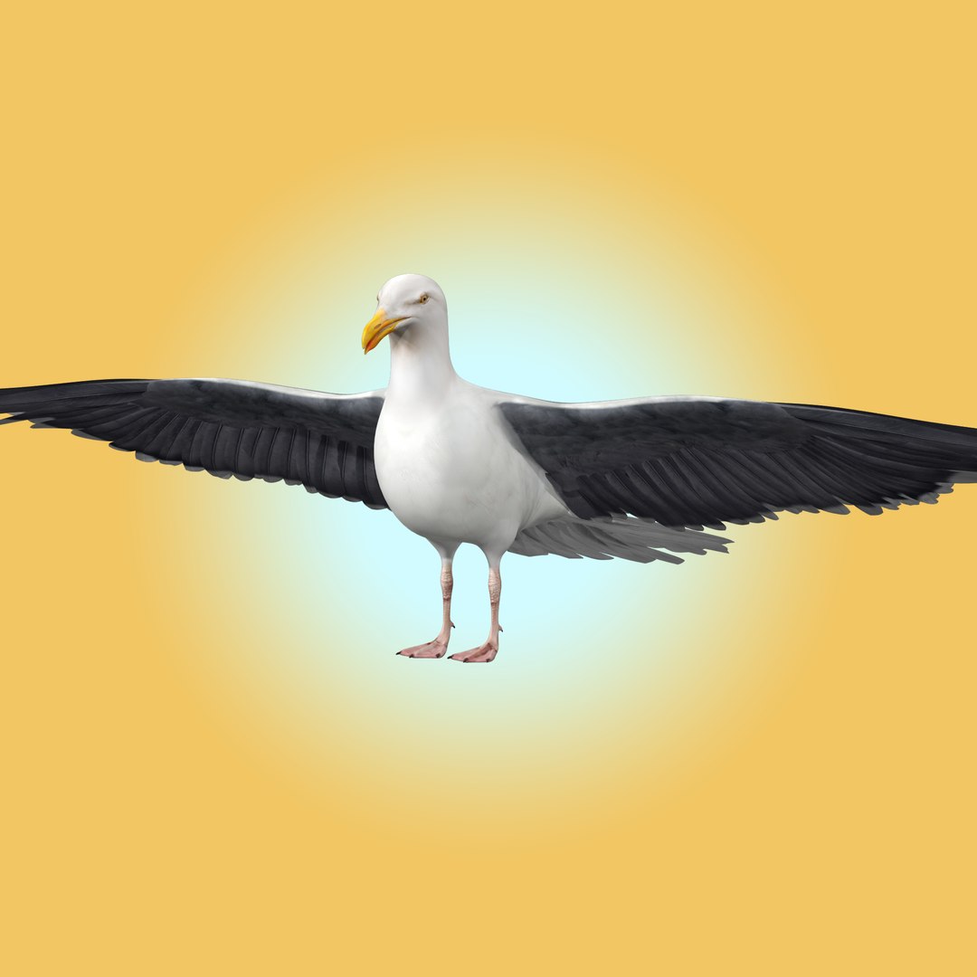 Seagull Bird Rig 3D - TurboSquid 2051989
