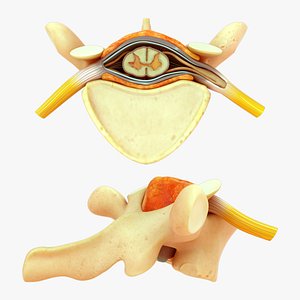3D Vertebrae Cross Section with Spinal Cord model