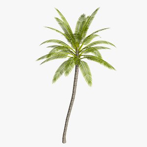 Coconut palm tree - mild 3D model