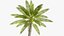 Coconut palm tree - mild 3D model