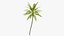Coconut palm tree - mild 3D model